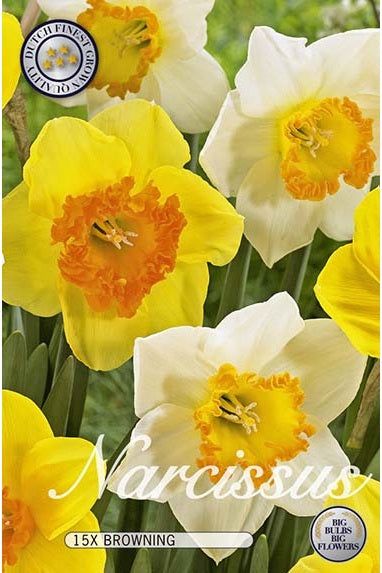 Narcissus Browning 15-pakning